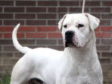 Un chien Dogue Argentin adulte LOF disponible pour saillie