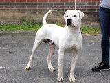 Un chien Dogue Argentin adulte LOF disponible pour saillie