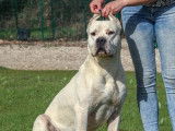 Un chien Dogue Argentin adulte LOF disponible pour saillie