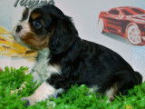 &Agrave; r&eacute;server : deux chiots Cavaliers King Charles LOF tricolores