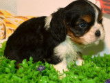 &Agrave; r&eacute;server : deux chiots Cavaliers King Charles LOF tricolores