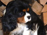&Agrave; r&eacute;server : deux chiots Cavaliers King Charles LOF tricolores