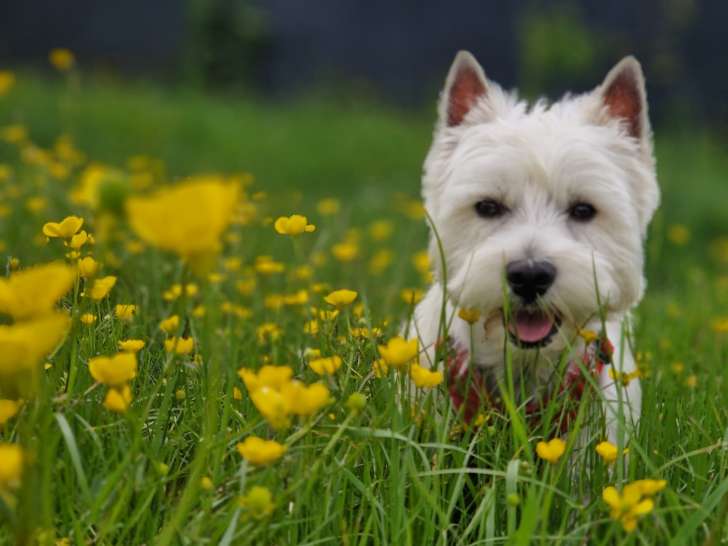 Mâle West Highland White Terrier disponible pour saillie