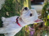 Mâle West Highland White Terrier disponible pour saillie