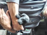 Chiots Caniche Royal noirs à vendre