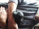 Chiots Caniche Royal noirs à vendre