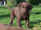 À vendre : 4 chiots Labradors LOF