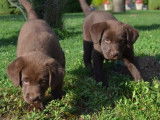 À vendre : 4 chiots Labradors LOF