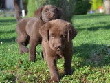 À vendre : 4 chiots Labradors LOF