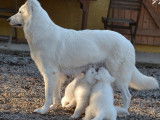 2 chiots Bergers Blancs Suisse LOF à réserver