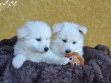 2 chiots Bergers Blancs Suisse LOF à réserver