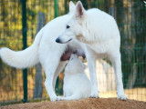 2 chiots Bergers Blancs Suisse LOF à réserver