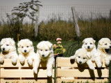 2 chiots Bergers Blancs Suisse LOF à réserver