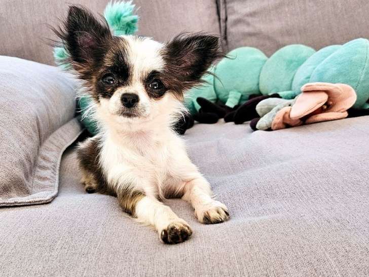 Un chiot femelle Chihuahua LOF à vendre