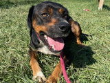 À adopter : un chien noir et feu