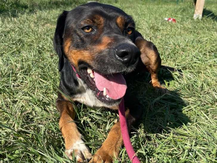 À adopter : un chien noir et feu