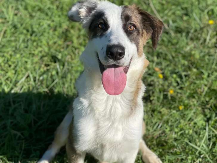 Disponible à l'adoption : un chien tricolore
