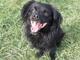 À adopter : un chien noir