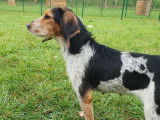 Chienne tricolore à adopter