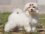 Un chiot femelle Bichon Maltais LOF de couleur blanche &agrave; vendre