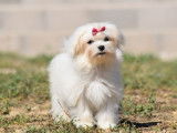 Un chiot femelle Bichon Maltais LOF de couleur blanche &agrave; vendre