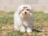 Un chiot femelle Bichon Maltais LOF de couleur blanche &agrave; vendre