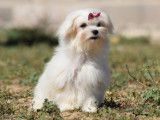 Un chiot femelle Bichon Maltais LOF de couleur blanche &agrave; vendre