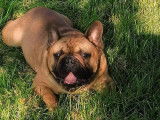 Un chien adulte Bouledogue Français fauve LOF pour saillie