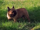 Un chien adulte Bouledogue Français fauve LOF pour saillie