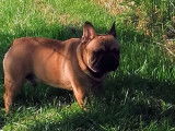 Un chien adulte Bouledogue Français fauve LOF pour saillie