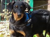 Un chiot Beauceron mâle LOF disponible à l’achat