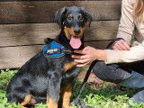 Un chiot Beauceron mâle LOF disponible à l’achat