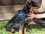 Un chiot Beauceron mâle LOF disponible à l’achat