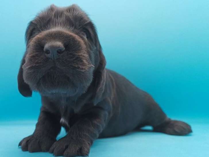 Un chiot femelle Cocker Anglais noire LOF à la réservation