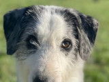 À donner : chienne gris et blanc