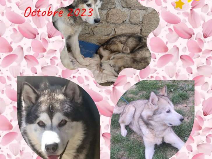Annonce naissance Photos parents
