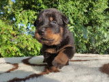 Chiot mâle beaucerons LOF à vendre