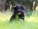 Chiots Altdeutscher Schäferhund à vendre