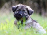 Chiots Altdeutscher Schäferhund à vendre