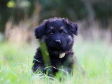 Chiots Altdeutscher Schäferhund à vendre