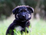 Chiots Altdeutscher Schäferhund à vendre