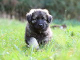 Chiots Altdeutscher Schäferhund à vendre
