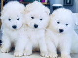 Chiots samoyèdes lof - prestigieuses origines - hautes lignées