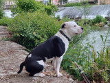M&acirc;le American Staffordshire Terrier disponible pour saillie
