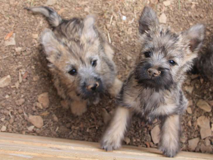 Chiots Cairn Terriers LOF à vendre