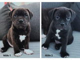 Chiots Staffordshire Bull Terrier LOF &agrave; vendre