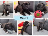 Chiots Staffordshire Bull Terrier LOF &agrave; vendre