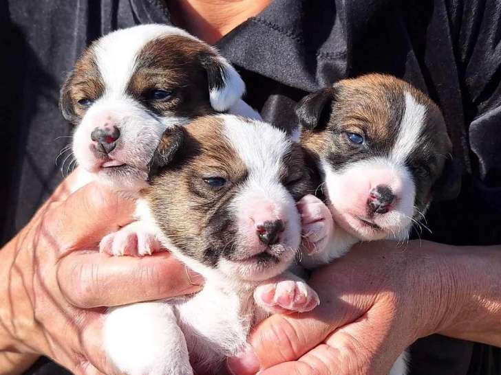 Chiots Jack Russel LOF à vendre