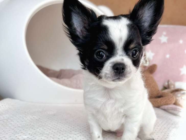 Chiots Chihuahua LOF à vendre