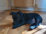 À vendre : 5 chiots Staffordshire Bull Terrier LOF d'août 2023